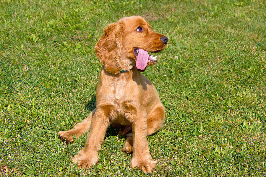 Young red English Cocker Spaniel dog Photograph by Brch Photography