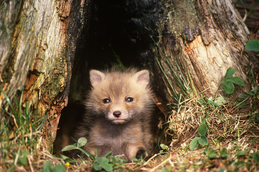 Young Red Fox Pup Vulpes Vulpes Photograph by Thomas And Pat Leeson