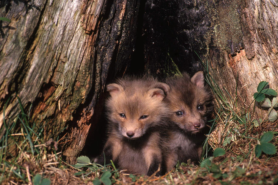 Young Red Fox Pups Vulpes Vulpes Photograph by Thomas And Pat Leeson
