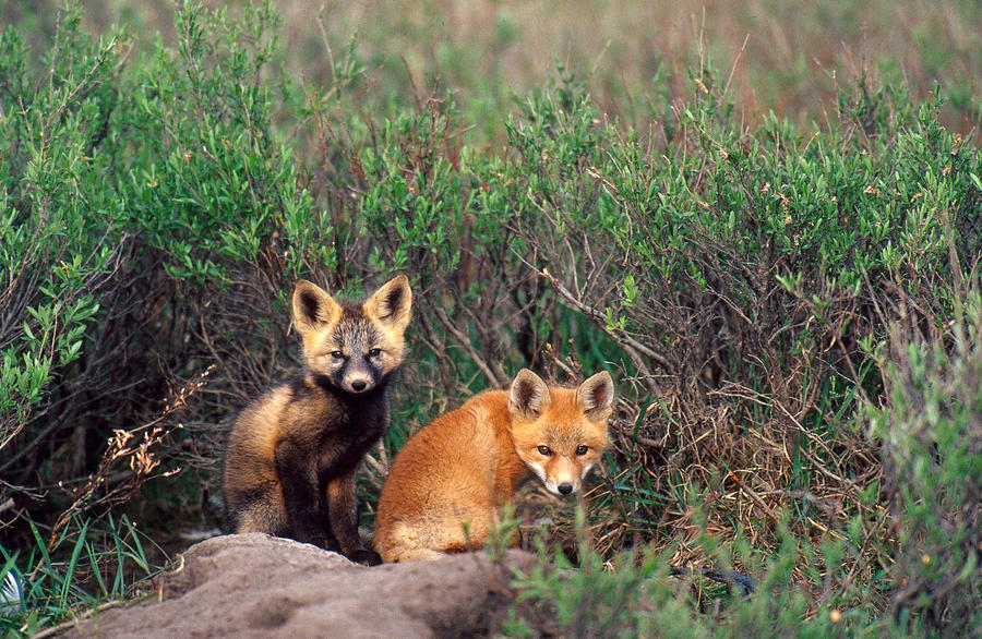 Young Red Foxes Vulpes Vulpes Photograph by Thomas And Pat Leeson