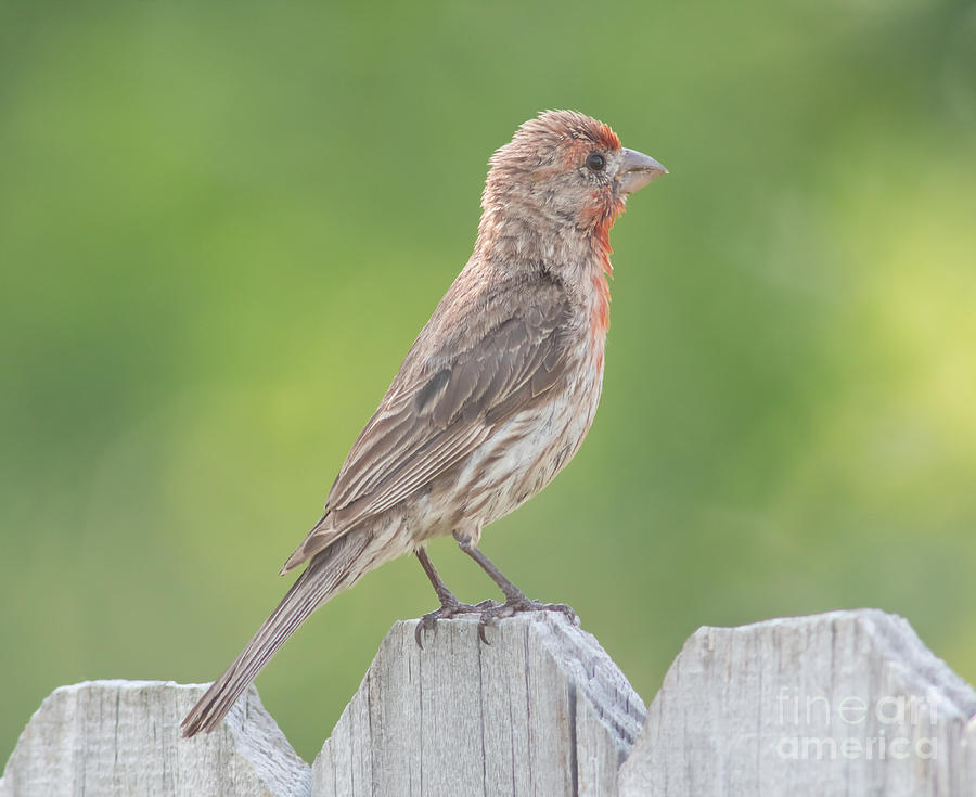 Young Red House Finch Photograph by Robert Frederick
