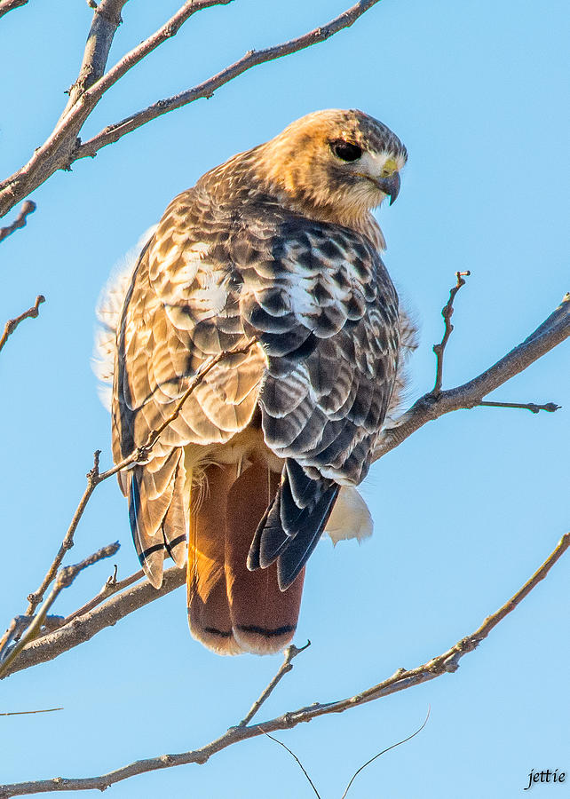 Young Red Tail Hawk Photograph by Jessica Osborne - Pixels