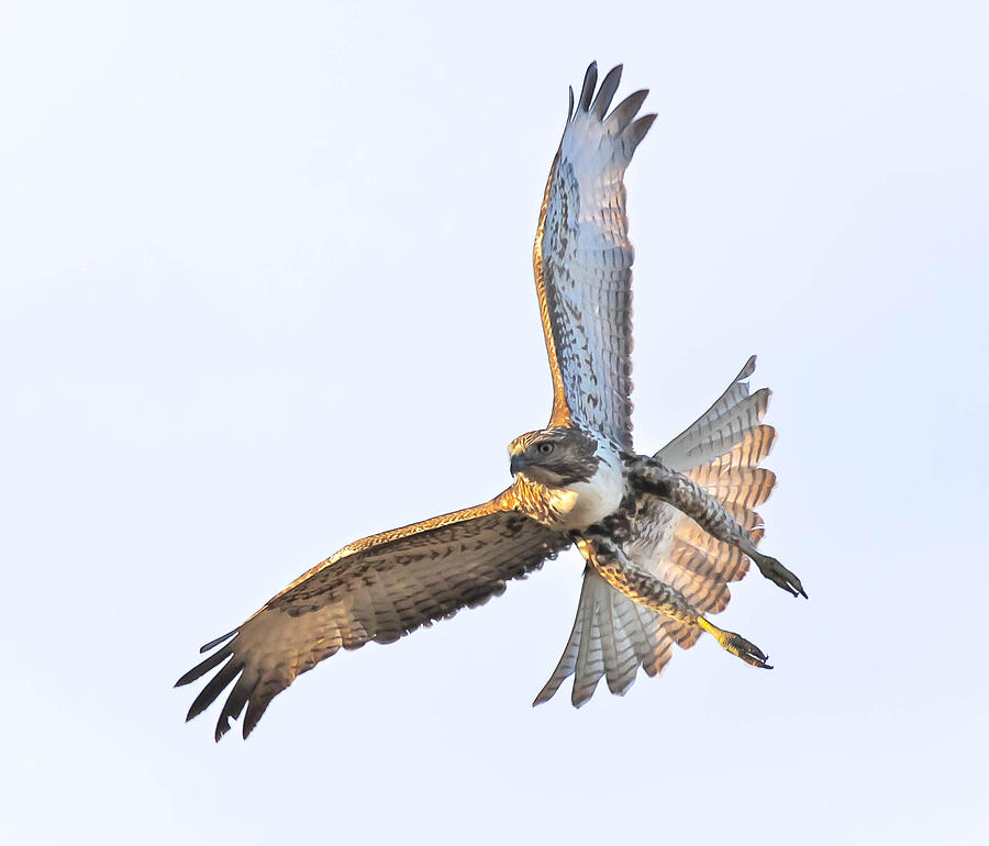 Young Redtail Digital Art by Thomas Kaestner - Fine Art America