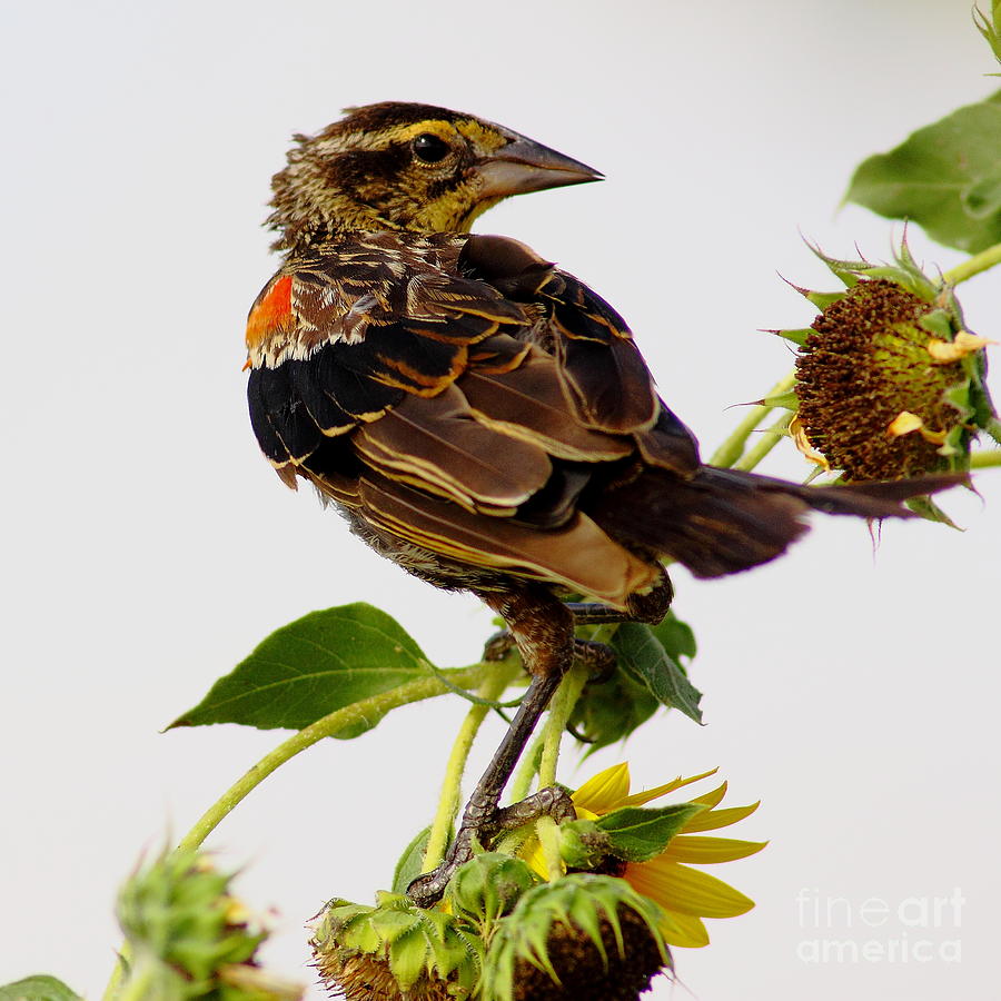 Young Redwing In The Wind Photograph by Robert Frederick