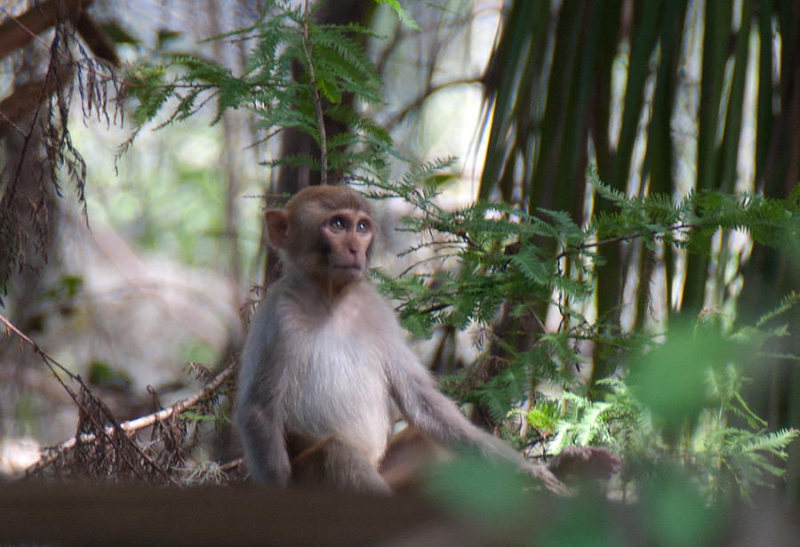 Young Wild Rhesus Monkey Photograph by John Black
