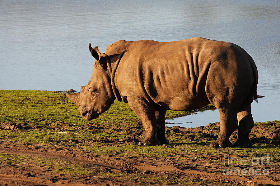 Young rhino on the waterfront Photograph by Nick  Biemans