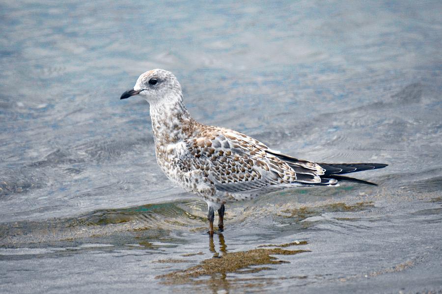 Young Ring-billed Gull Photograph by J R Sanders - Fine Art America