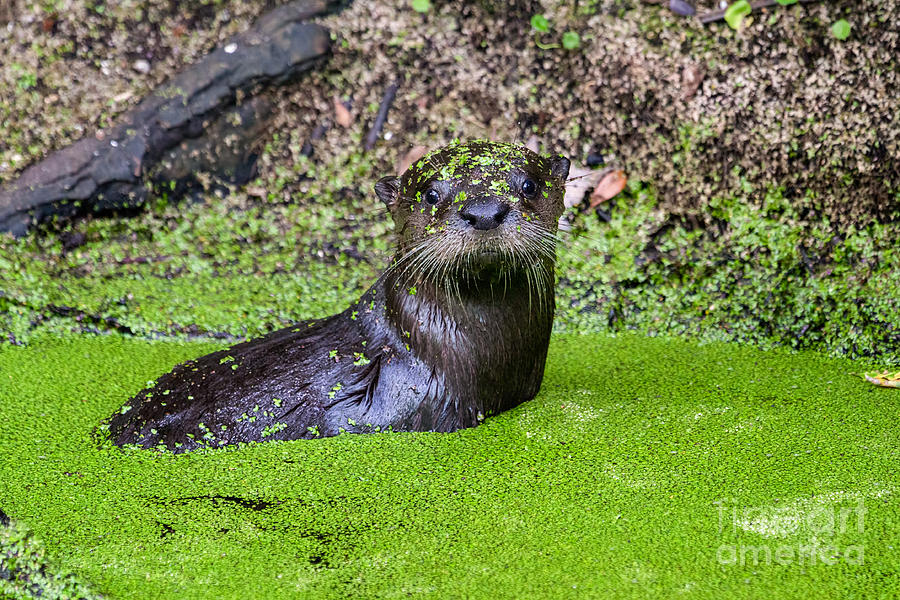 Young River Otter Egans Creek Greenway Florida Photograph by Dawna Moore Photography