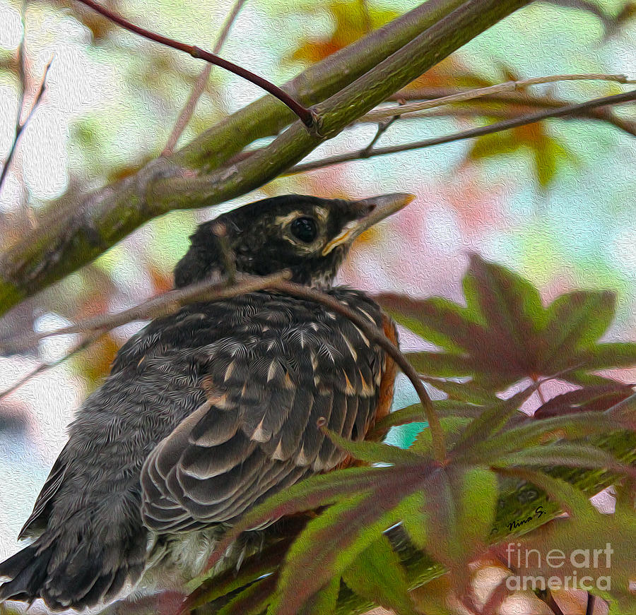 Young Robin in a Japanese Maple Photograph by Nina Silver