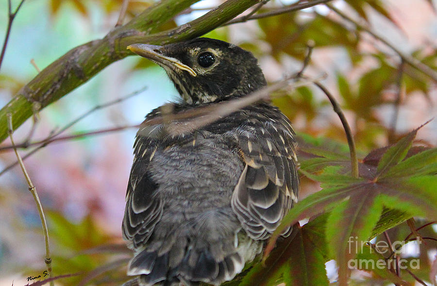 Young Robin in Japanese Maple Photograph by Nina Silver