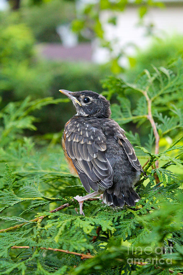Robin Photograph - Young Robin in the Cedars by Nina Silver