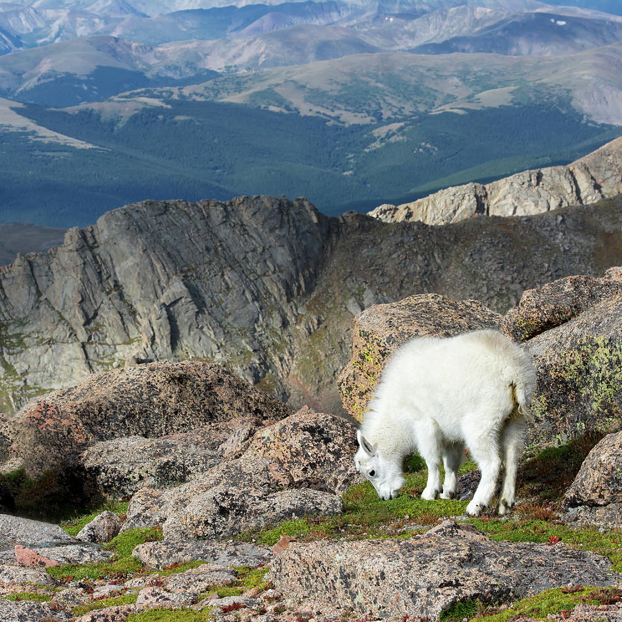 Young Rocky Mountain Goat Photograph by Ojeffrey Photography