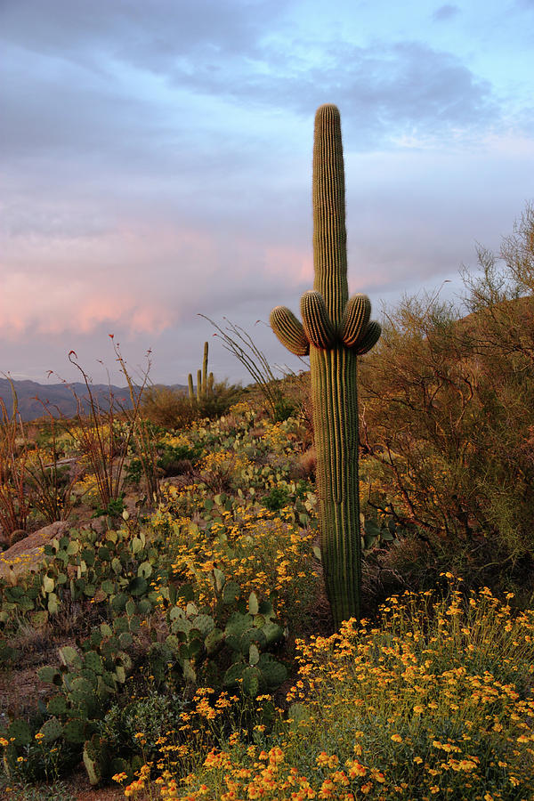 Young Saguaro at Sunset Photograph by Theo OConnor
