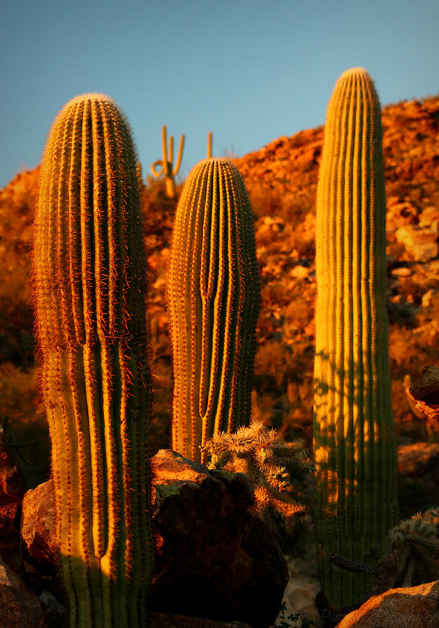 Young Saguaro Sunset Photograph by Aaron Burrows