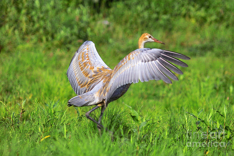 Young Sandhill Crane Photograph by Linda Freshwaters Arndt