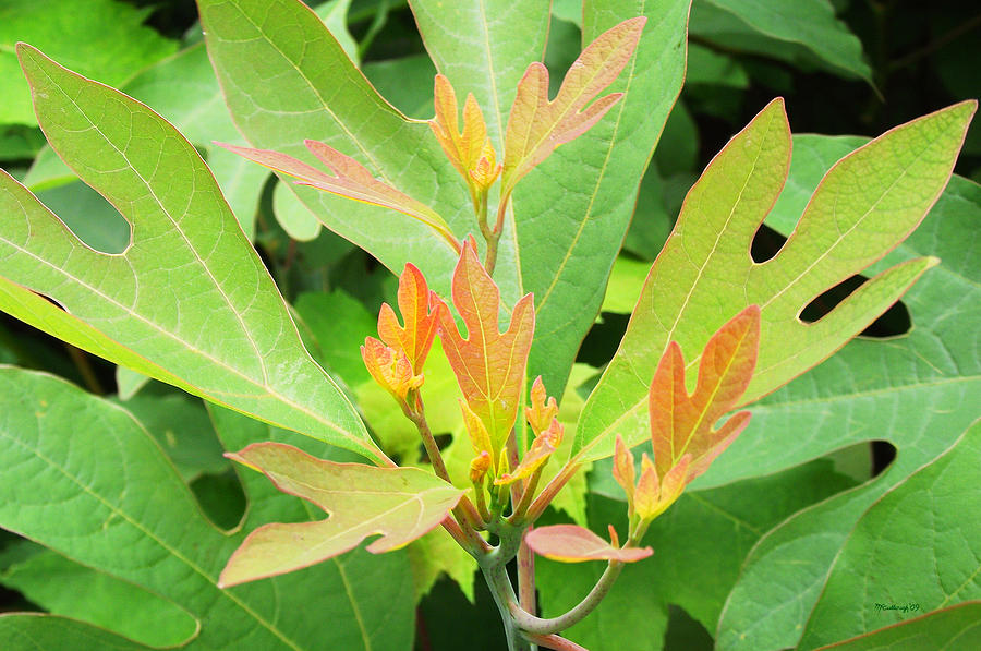 Young Sassafras Leaves Photograph by Duane McCullough