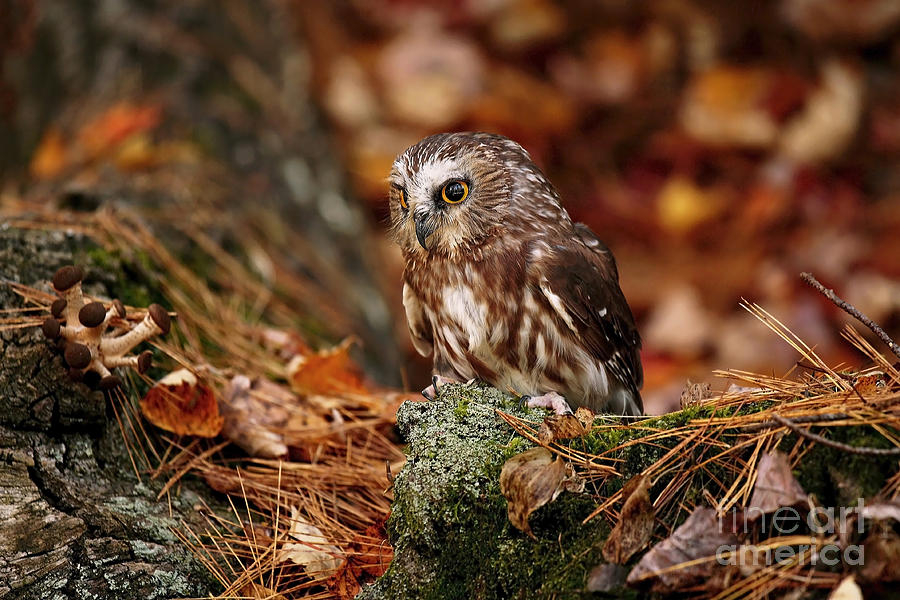 Nature Photograph - Young Saw Whet Owl Nesting on Autumn Leaves by Inspired Nature Photography Fine Art Photography