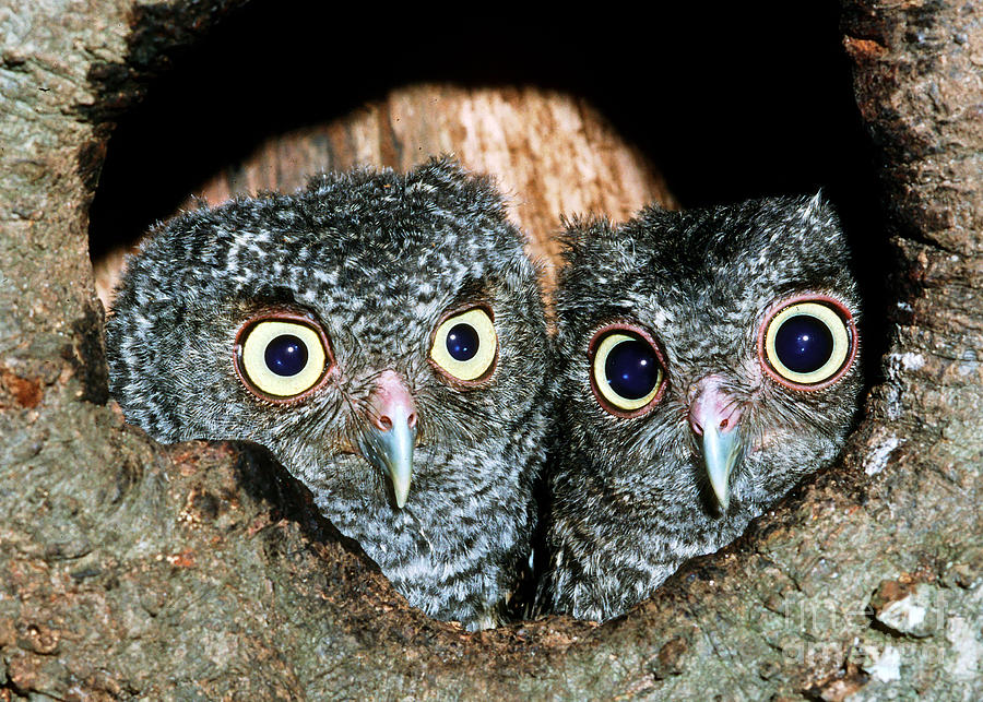 Young Screech Owls Otis Asio Photograph by Millard H Sharp