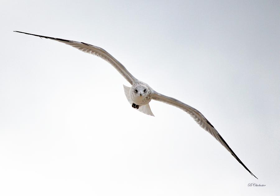 Young Seagull in Flight Photograph by Barbara Chichester