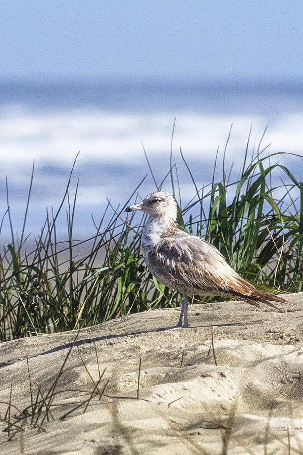 Young Seagull No. 2 Photograph by Belinda Greb