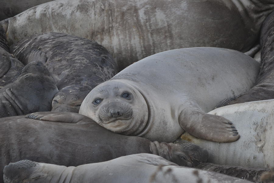 Young Seal Cambria Photograph by Christine Owens Young Seal Cambria Photograph by Christine Owens