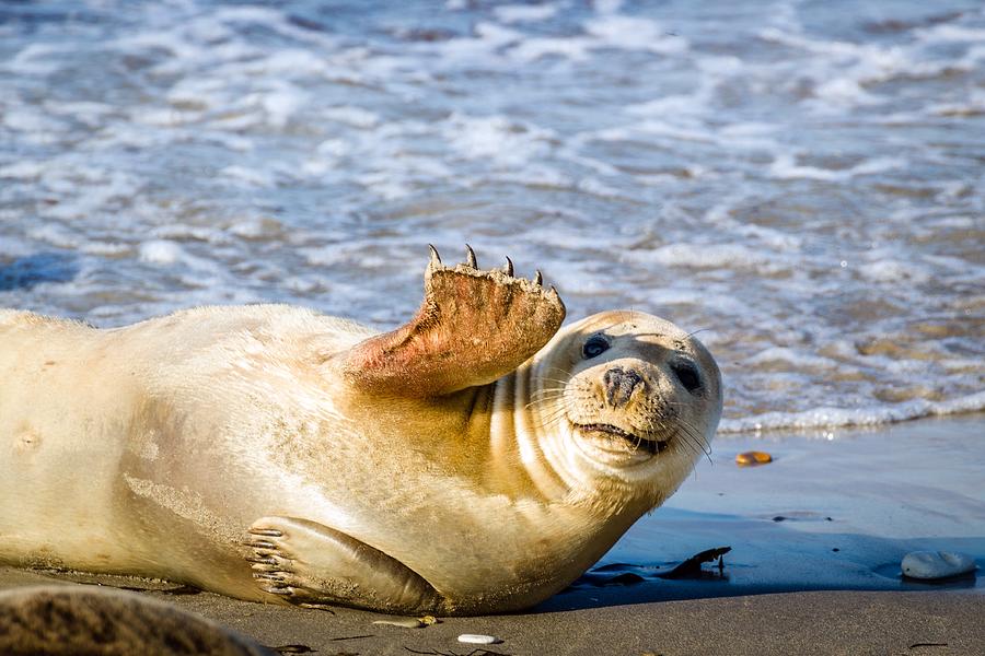 Young seal smiles and waves Photograph by Elena Eliachevitch