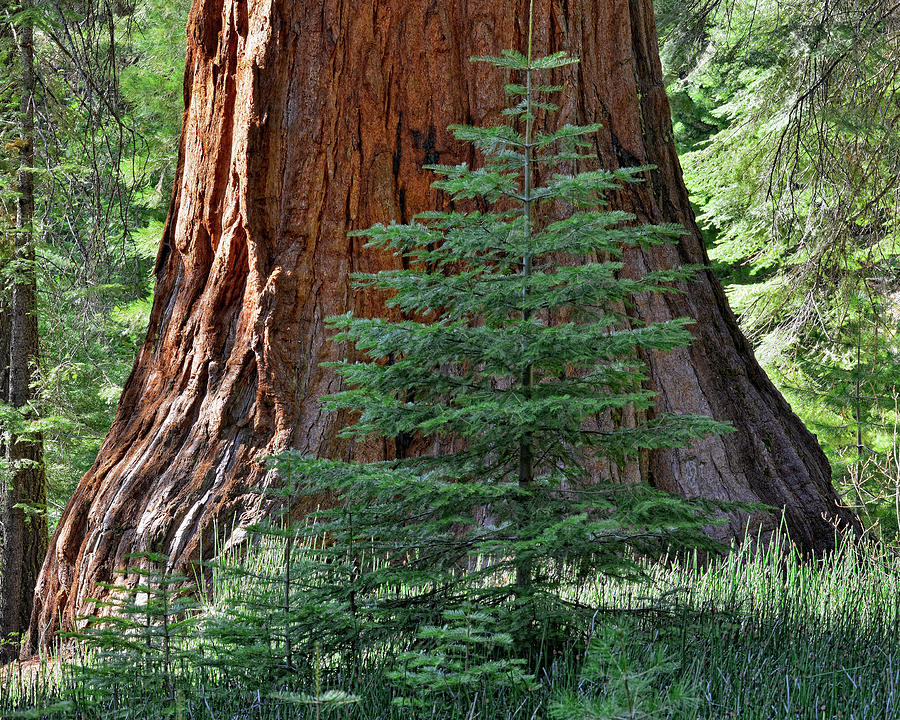 Young Sequoia Tree At Mariposa Grove Photograph by Steven Ng