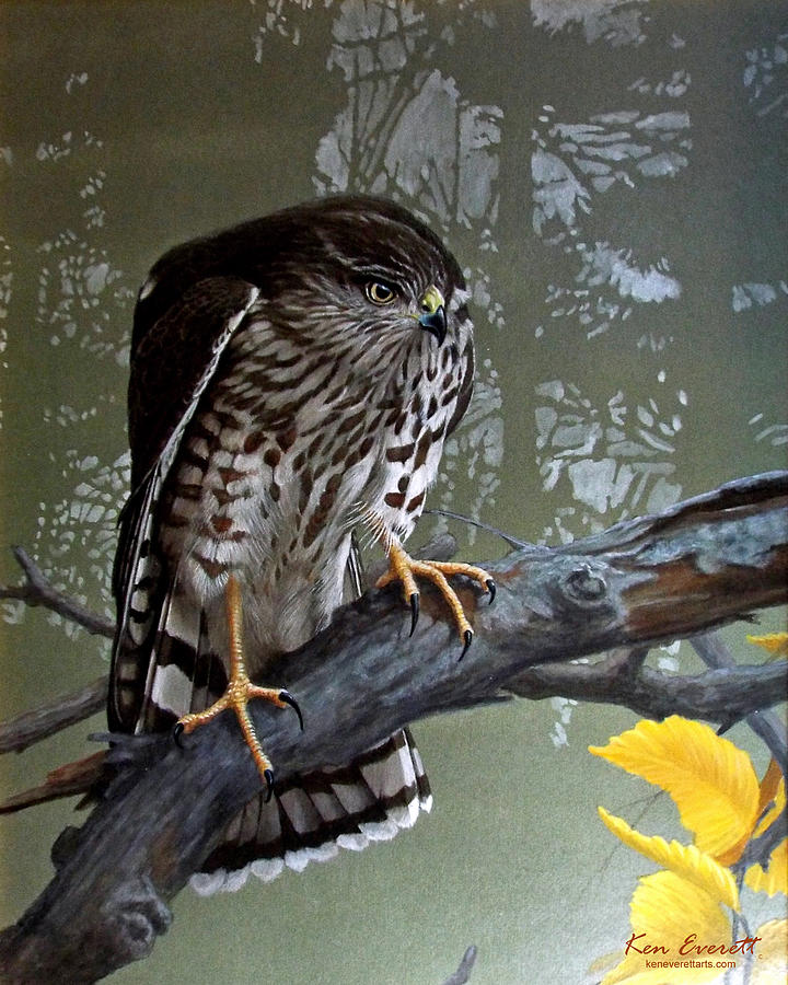Hawk Painting - Young Sharpie by Ken Everett