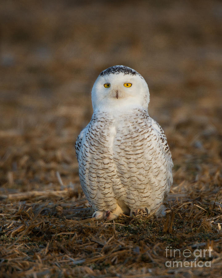 Young Snowy Owl Photograph by Ronald Lutz