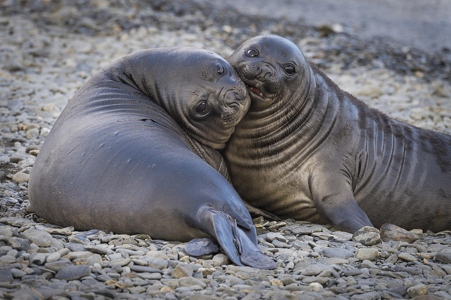 Young Southern Elephant Seal Photograph by John Shaw