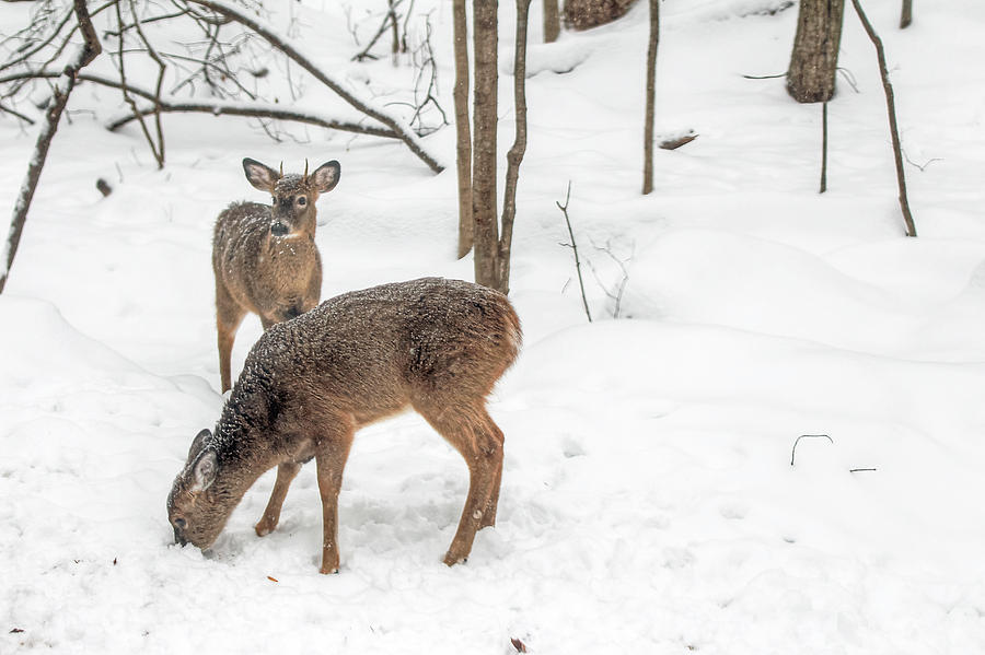 Young Spike Buck and Doe Whitetail Deer In Snowy Woods Photograph by Carol Senske