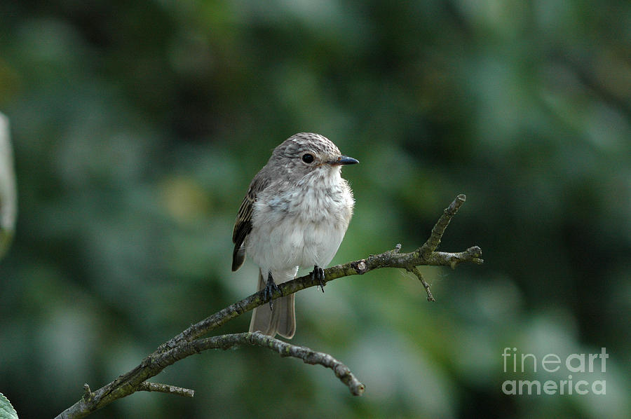 Young Spotted Flycatcher Photograph