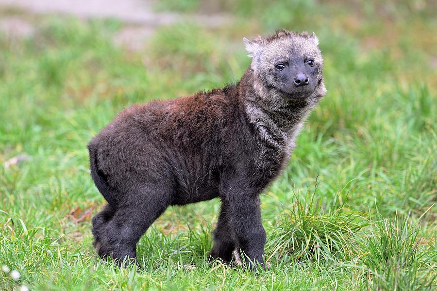 wild republic hyena