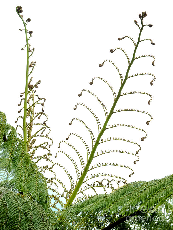 Nature Photograph - Young spring fronds of silver tree fern on white by Stephan Pietzko