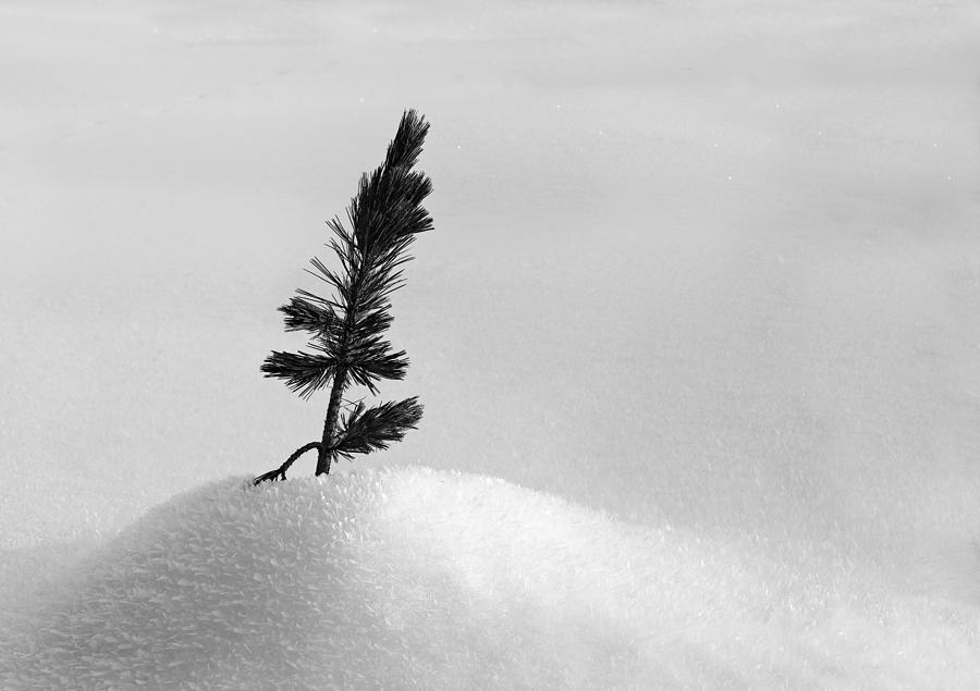 Young Spruce in snow Photograph by Peter V Quenter