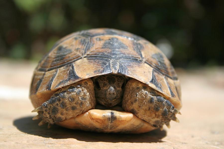 Young Spur Thighed Tortoise Looking Out of Its Shell Photograph by ...