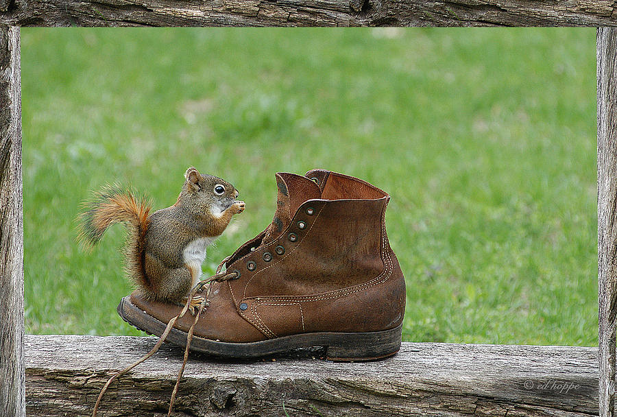 young-squirrel-on-an-old-shoe-ed-hoppe.jpg