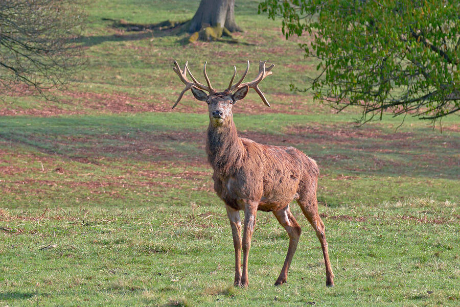 Young Stag Photograph by Scott Carruthers