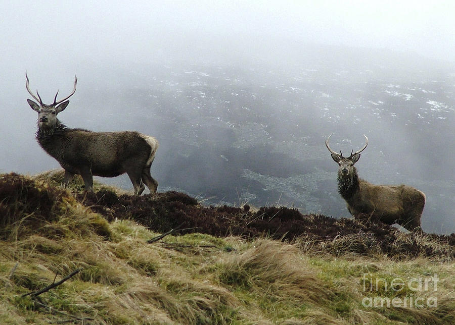 Young red deer stags in early winter Photograph by Phil Banks