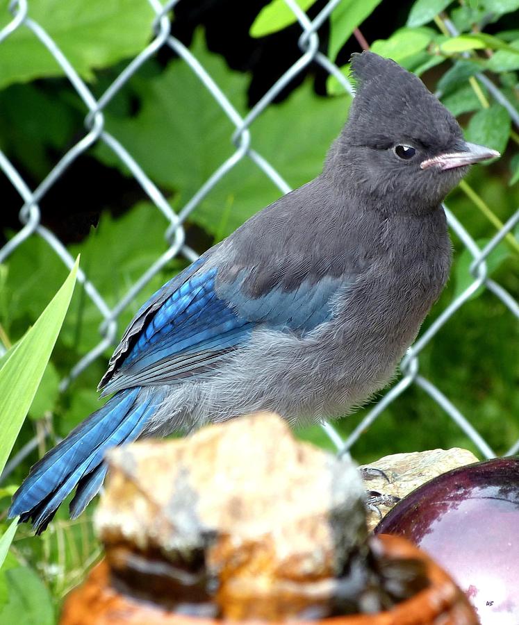 Young Stellers Jay Photograph by Will Borden