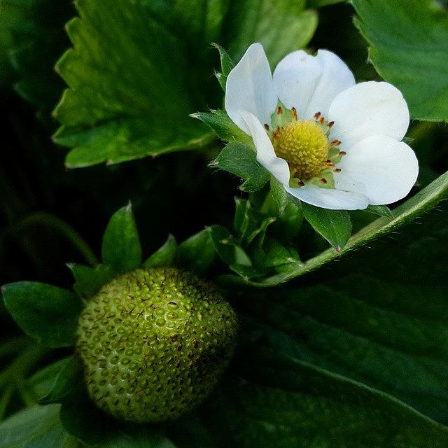 Nature Photograph - Young Strawberries by Antonio Viana