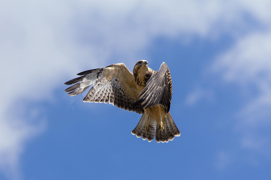 Young Swainsons Hawk Takes Flight Photograph by Tony Hake