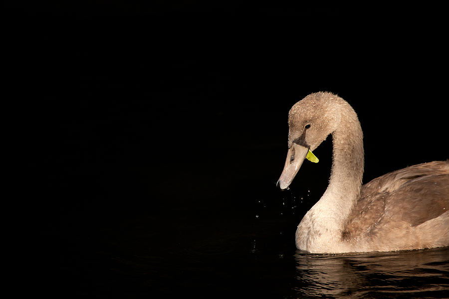 Young Swan Photograph by Karol Livote