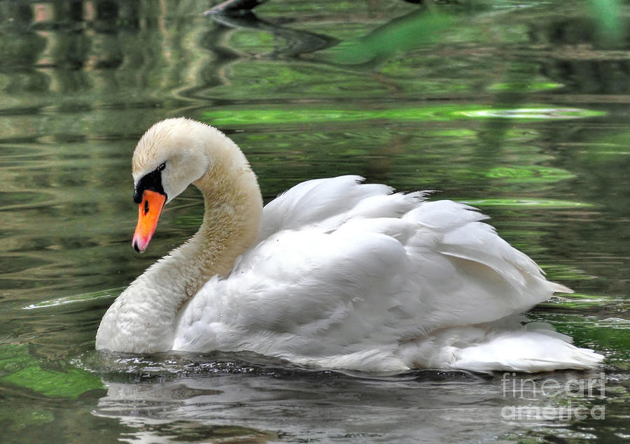 Young Swan Photograph by Kathy Baccari