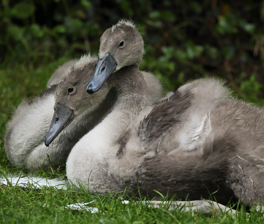 Animal Photograph - Young Swans by Barry Shepherd