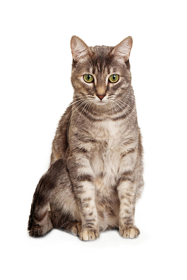 Young tabby cat sitting looking down Photograph by Good Focused