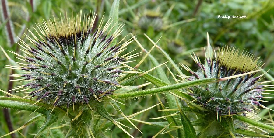 Young Thistles Photograph by Philip Macleod - Fine Art America