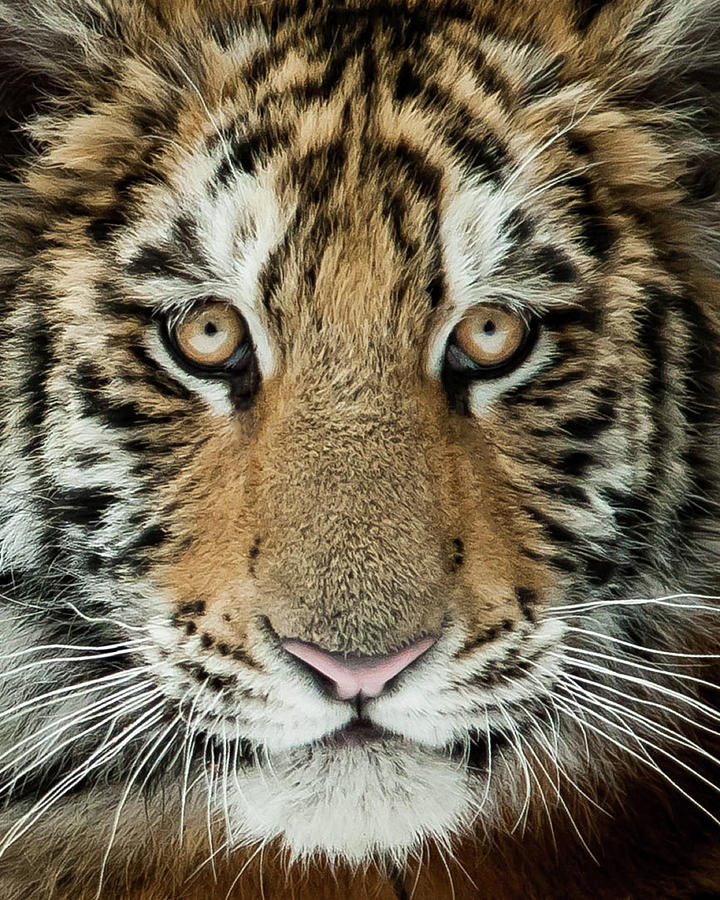 Young Tiger Photograph by © Justin Lo