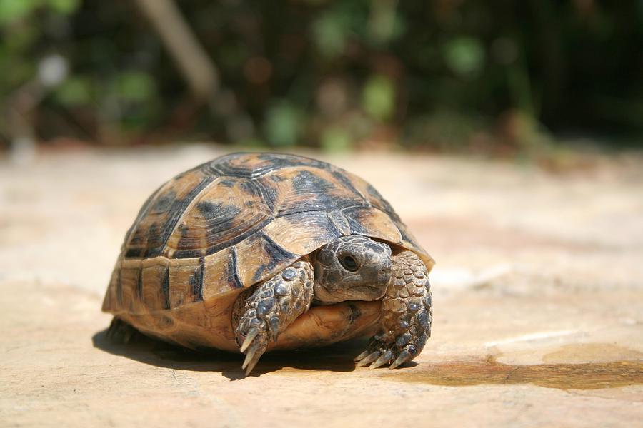 Young Tortoise Emerging From Its Shell Photograph by Taiche Acrylic Art ...