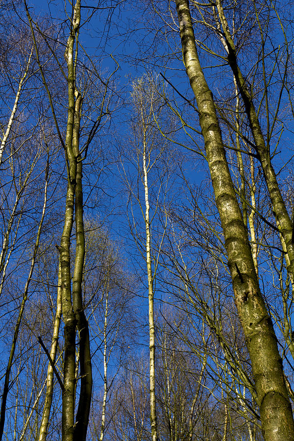 Young Trees Photograph by David Pyatt Fine Art America